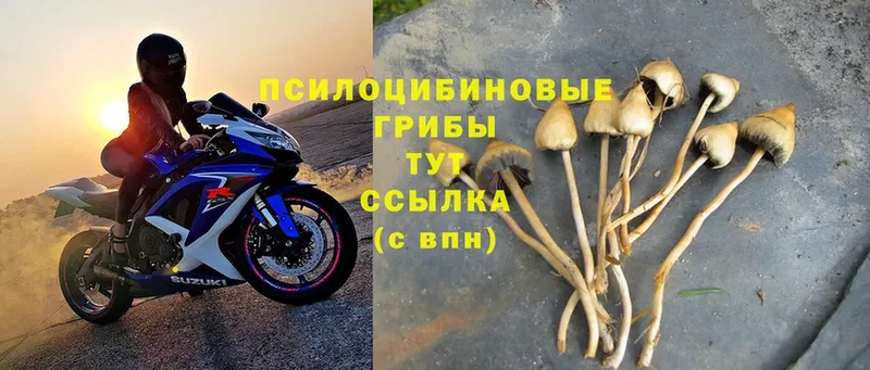 Галлюциногенные грибы MAGIC MUSHROOMS  OMG как зайти  Харовск 